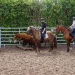 Rindertraining