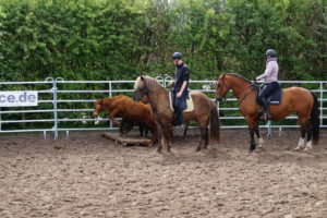 Rindertraining