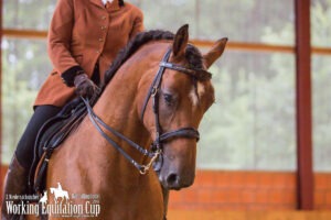 Dressur NDS-Cup-2017-WM